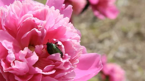 Chafer crawling on a flower the peony Stock Footage 65290753
