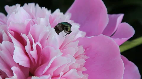 Chafer crawling on a flower the peony Stock Footage 65290754