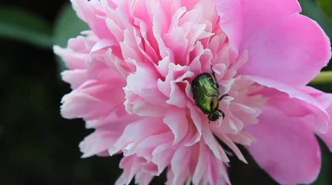 Chafer crawling on a flower the peony Stock Footage 65290761