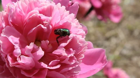 Chafer crawling on a flower the peony Stock Footage 65290815
