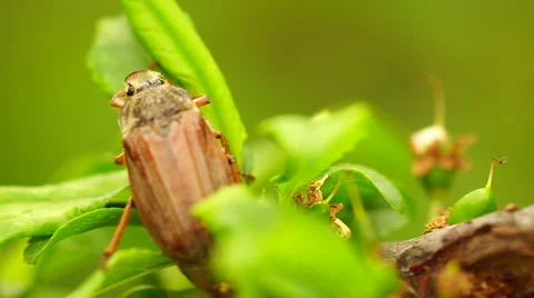 Chafer creeps on the green sheet Stock Footage 67994518