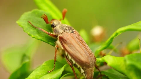 Chafer creeps on the green sheet Stock Footage 67994613