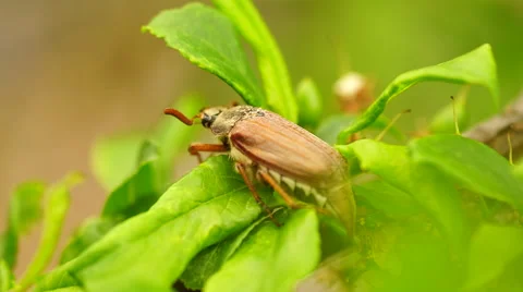 Chafer creeps on the green sheet Video stock 67994633
