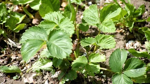 Chafer flies away Stock Footage 75825567