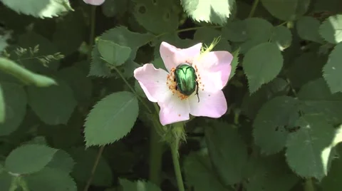 Chafer on the flower hips. Video stock 6320998