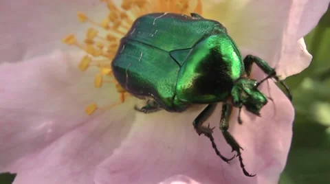 Chafer on the flower hips. Stock Footage 6320999