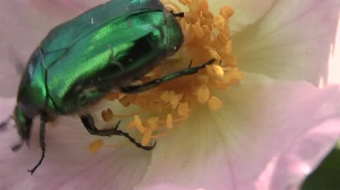 Chafer on the flower hips. 動画素材 6321002