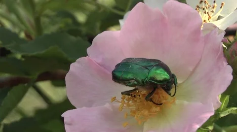 Chafer on the flower hips. Stock Footage 6321011