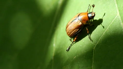 Chafer Stock Footage