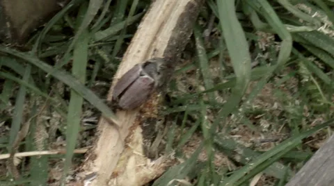 The Chafer Stock Footage 50135742