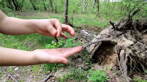 Chafer Stock Footage 59079851