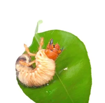 Chafer larva on green leaf Stock Photos