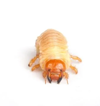 Chafer larva Stock Photos