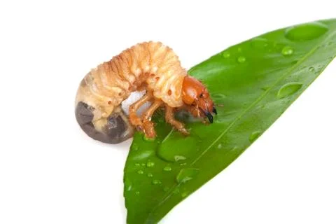Chafer larva Stock Photos