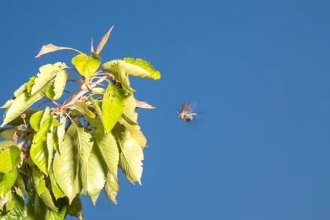 Chafer at leaf against the sky Stock Photos