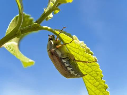 Chafer on Leaf Stock Photos