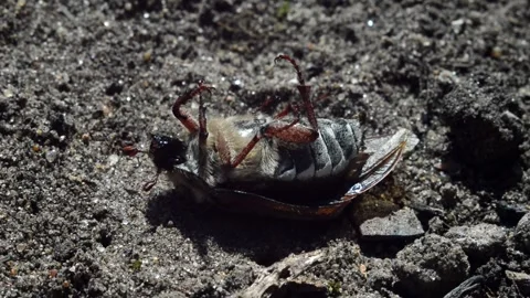 Chafer lying on his back Stock Footage 252699561