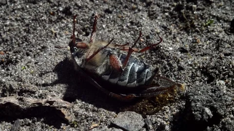 Chafer lying on his back Stock Footage 252699929