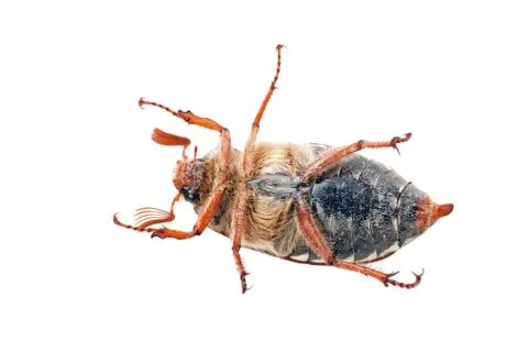 Chafer Stock Photos