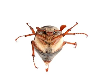 Chafer Stock Photos