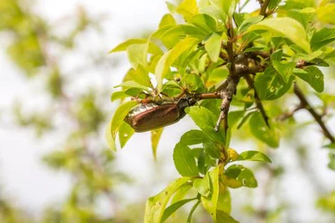 Chafer Stock Photos