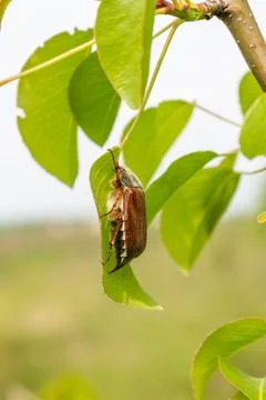 Chafer Stock Photos