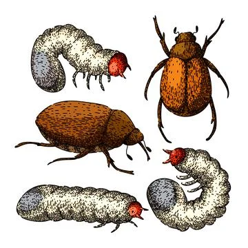 Chafer set sketch hand drawn vector イラスト素材