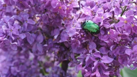 Chafer. Spring flowers and beetle 動画素材 76242050