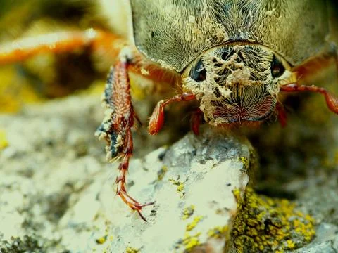 Chafer on a stone Stock Photos