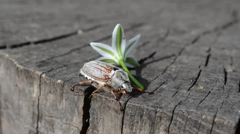 Chafer on the stump with flower Stock Footage 63156083