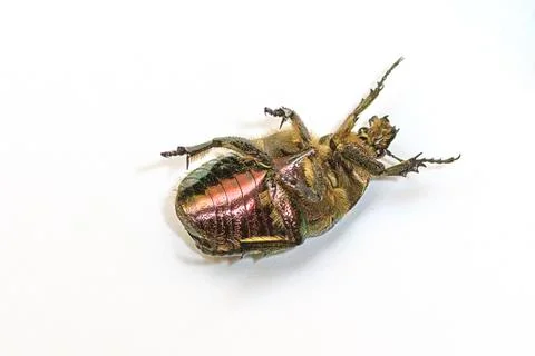 Chafer on white Background Stock Photos