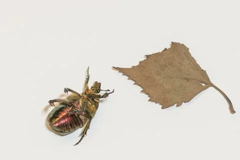 Chafer on white Background Stock Photos