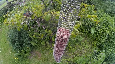 Chaffinch 01 Stock Footage 50702700