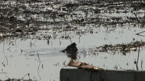 Chaffinch 1 Stock Footage 18184061