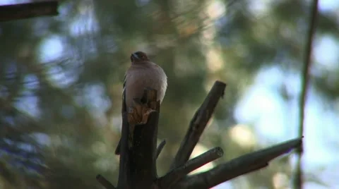 Chaffinch 2 Stock Footage 18184055