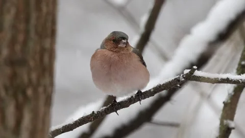 A Chaffinch among snowy tree branches Stock Footage 306290357