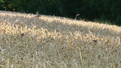 Chaffinch and sparrows at grain ears in wheat field Stock Footage 311103532
