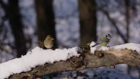 Chaffinch and tit on winter branch Stock Footage 320053797