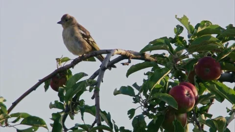 Chaffinch in apple tree with ripe fruit Stock Footage 311103512