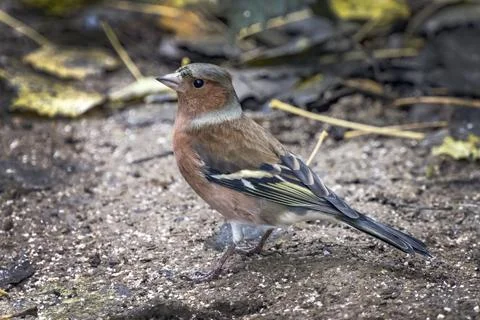 Chaffinch in the autumn Fotos Stock