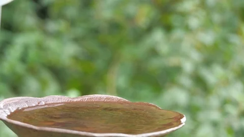 Chaffinch at bird bath Stock Footage 116606083