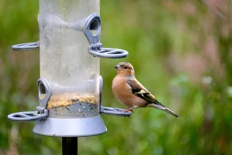 Chaffinch on a bird feeder Stock Photos
