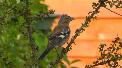Chaffinch Bird Stock Footage 229764478