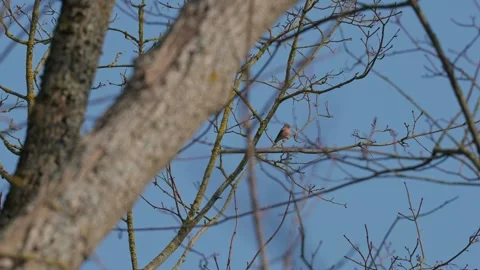 Chaffinch bird Stock Footage 334377788
