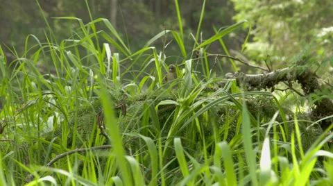 A chaffinch bird hopping fs700 odyssey 7q Stock Footage
