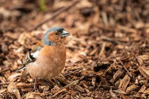 Chaffinch bird Stock Photos