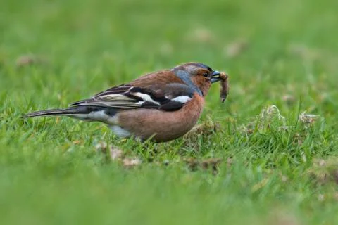 Chaffinch Bird Stock Photos