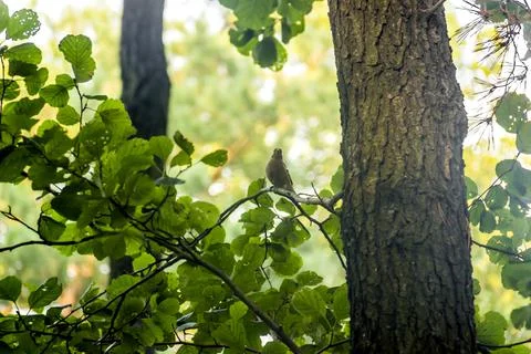 A chaffinch bird Stock Photos