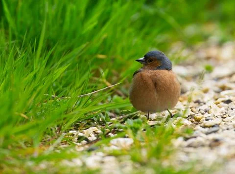 Chaffinch Bird Stock Photos
