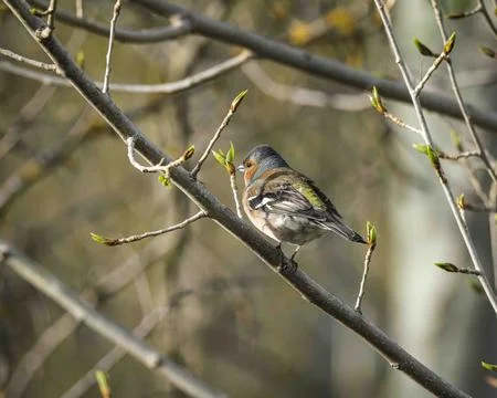 Chaffinch bird sitting on budding tree branch in spring Foto stock